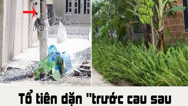 Tổ tiên dặn “trước cau sau chuối”: Nhưng trước nhà có cột điện thì phải trồng cây chuối bên cạnh