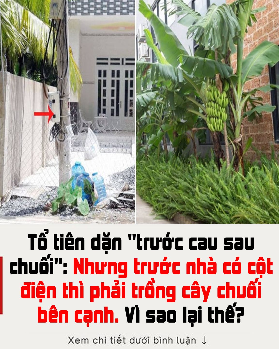 Tổ tiên dặn “trước cau sau chuối”: Nhưng trước nhà có cột điện thì phải trồng cây chuối bên cạnh