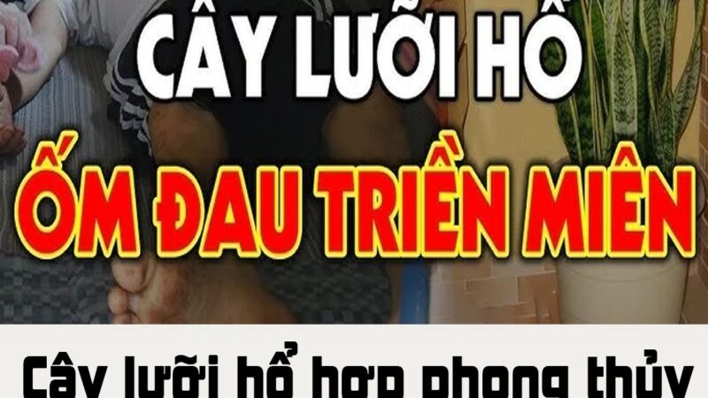 Cây lưỡi hổ hợp phong thủy nhưng 2 tuổi này trồng là rất kị, của cải trôi sông