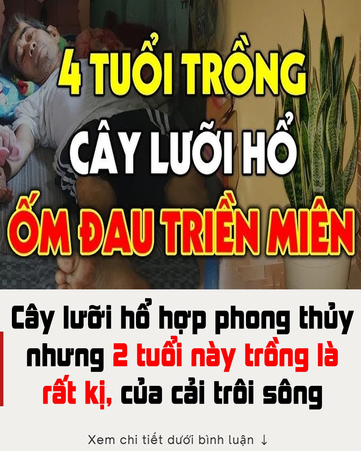 Cây lưỡi hổ hợp phong thủy nhưng 2 tuổi này trồng là rất kị, của cải trôi sông