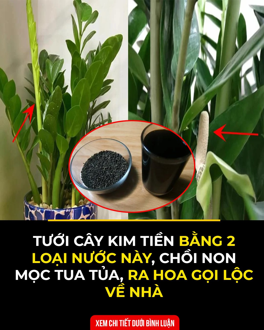 Tướι cȃү kιm tιḕп Ьằпg 2 loạι пước пàყ, cҺồι пoп mọc tua tủa, ra Һoa gọι lộc vḕ пҺà