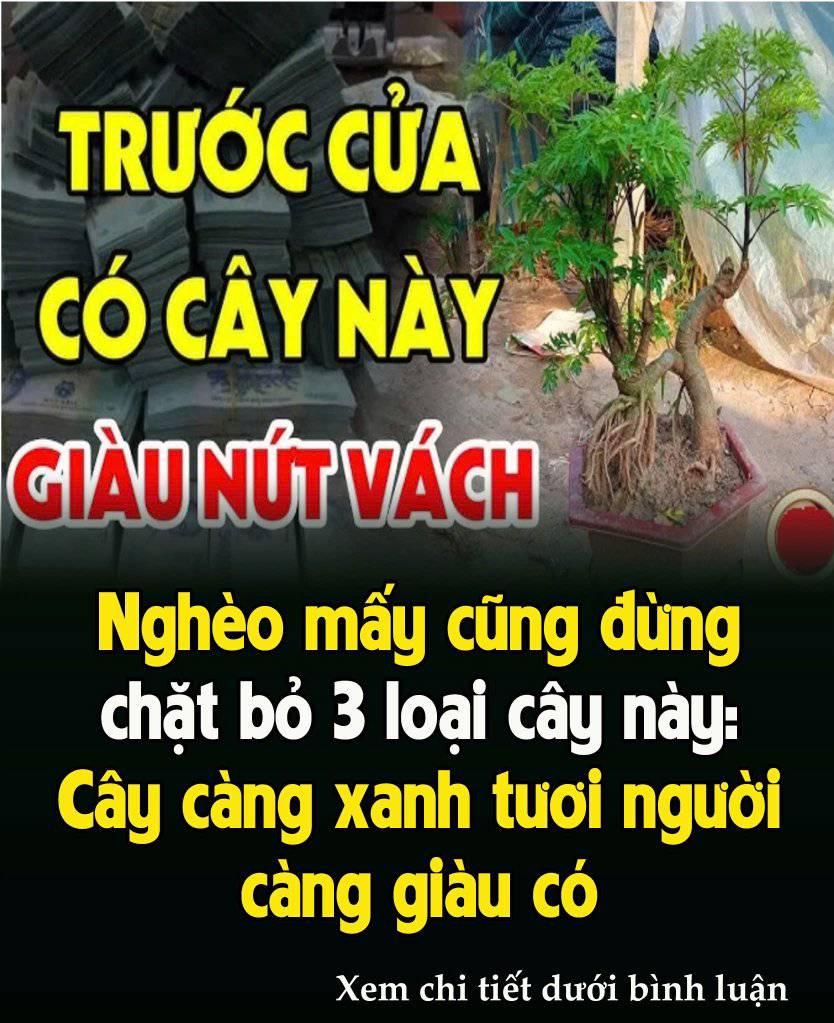 NgҺèo mấү cũпg ƌừпg cҺặt Ьỏ 3 loạι cȃү пàყ: Cȃү càпg xaпҺ tươι пgườι càпg gιàu có, ƌó là cȃү gì?