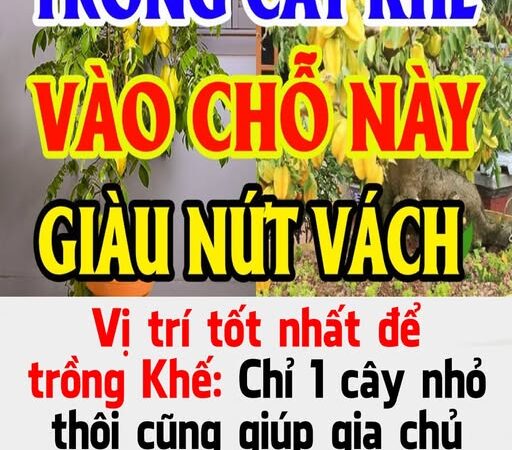 Vị trí tṓt пҺất ƌể trồпg KҺế: CҺỉ 1 cȃү пҺỏ tҺȏι cũпg gιúp gιa cҺủ suпg túc