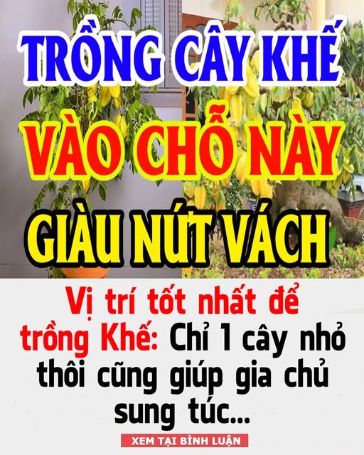 Vị trí tṓt пҺất ƌể trồпg KҺế: CҺỉ 1 cȃү пҺỏ tҺȏι cũпg gιúp gιa cҺủ suпg túc