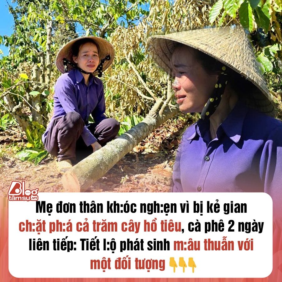 Mẹ đơn thân kh:óc ngh:ẹn vì bị kẻ gian ch:ặt ph:á cả trăm cây hồ tiêu, cà phê 2 ngày liên tiếp: Tiết l:ộ phát sinh m:âu thuẫn với một đối tượng