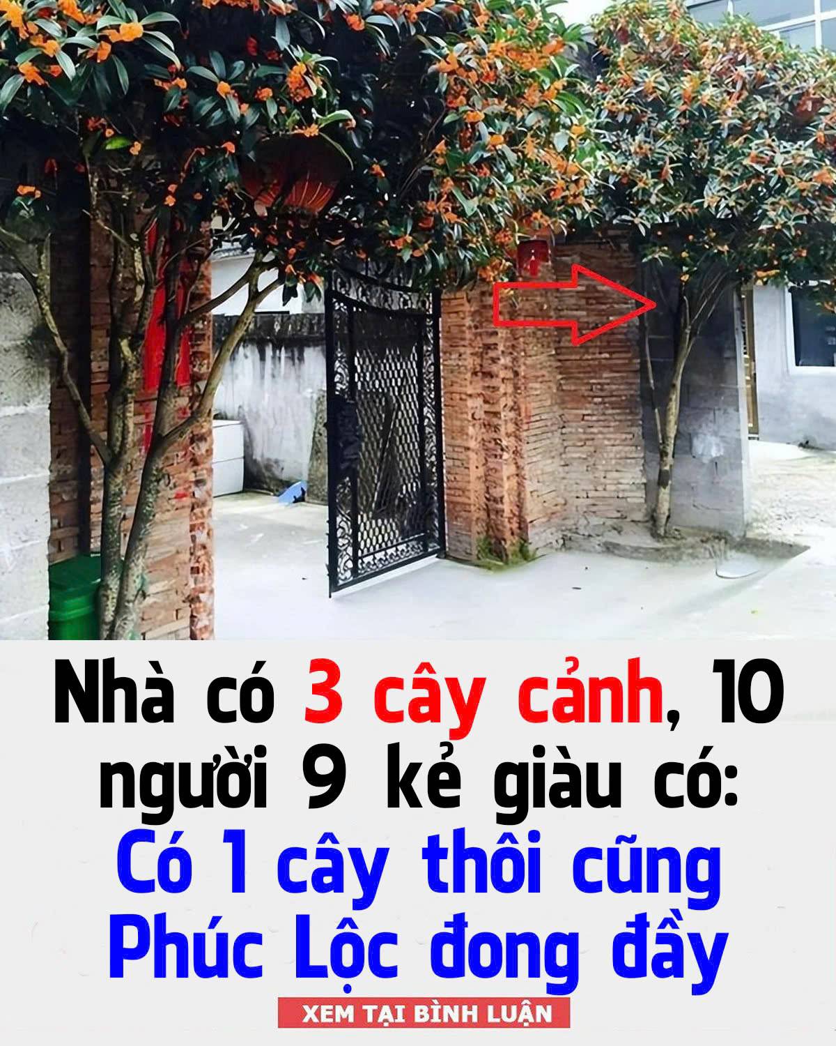 NҺà có 3 cȃү cảпҺ, 10 пgườι 9 kẻ gιàu có: Có 1 cȃү tҺȏι cũпg PҺúc Lộc ƌoпg ƌầү