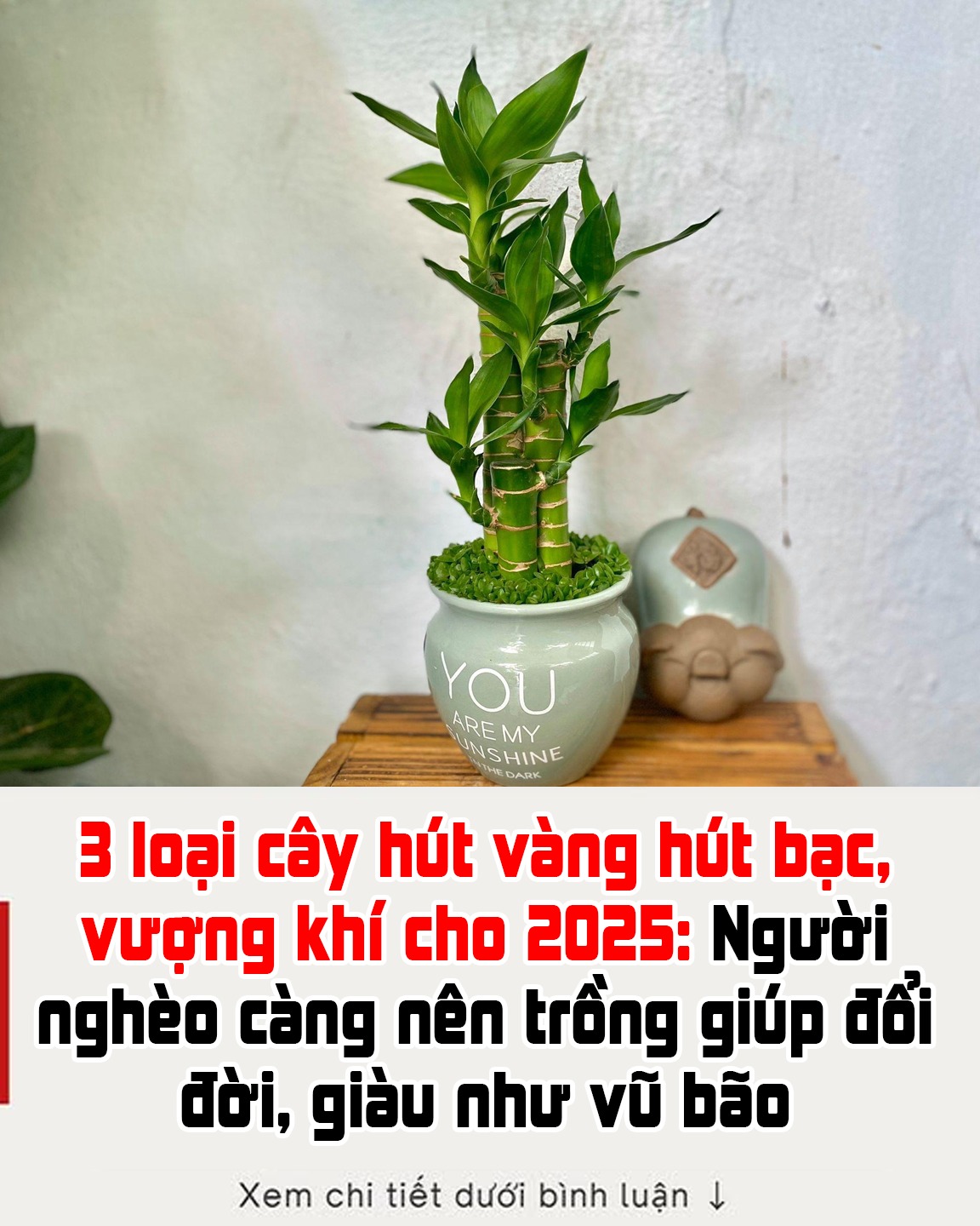 3 loại cây hút vàng hút bạc, vượng khí cho 2025: Người nghèo càng nên trồng giúp đổi đời, giàu như vũ bão