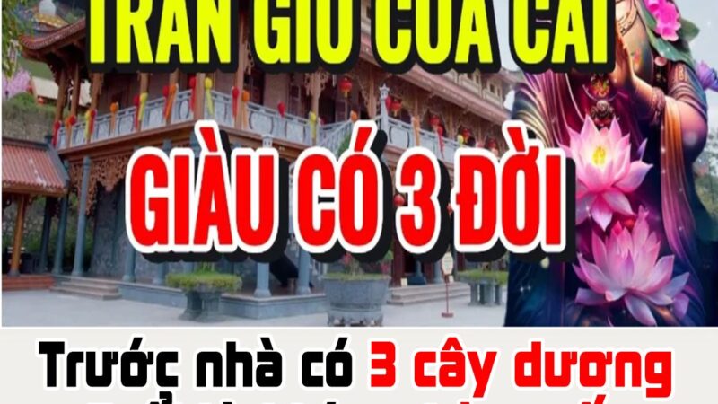 Trước nhà có 3 cây dương đuổi tà khí, nghèo mấy cũng đổi đời giàu có: Cây dương là cây gì?