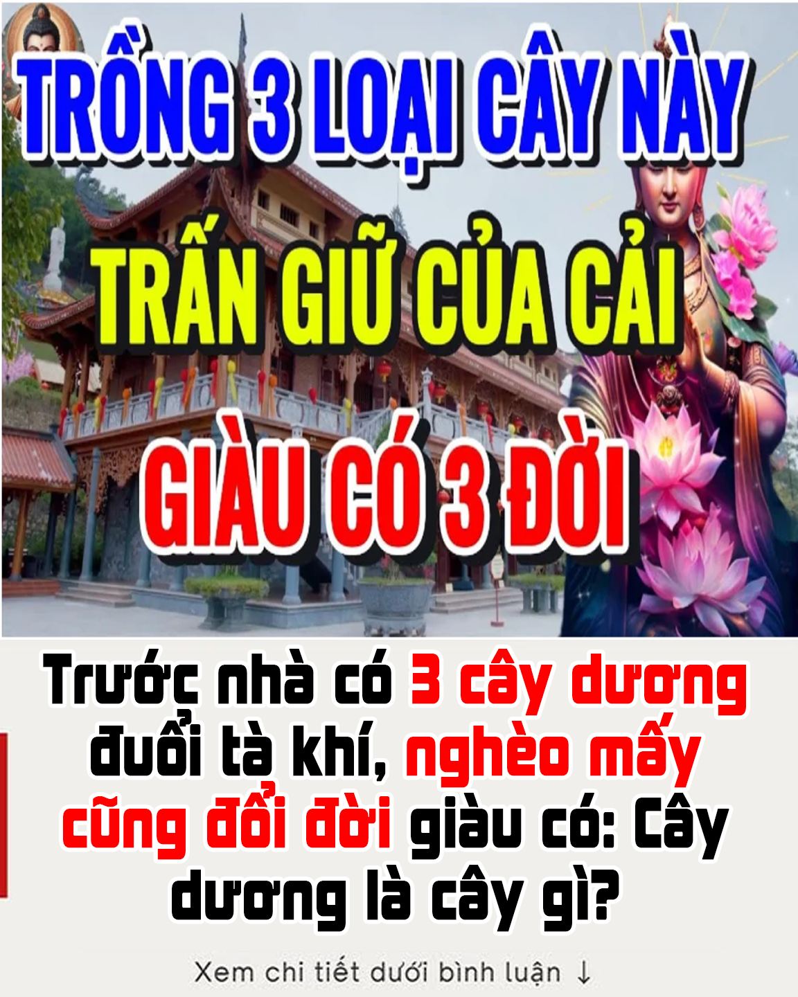 Trước nhà có 3 cây dương đuổi tà khí, nghèo mấy cũng đổi đời giàu có: Cây dương là cây gì?