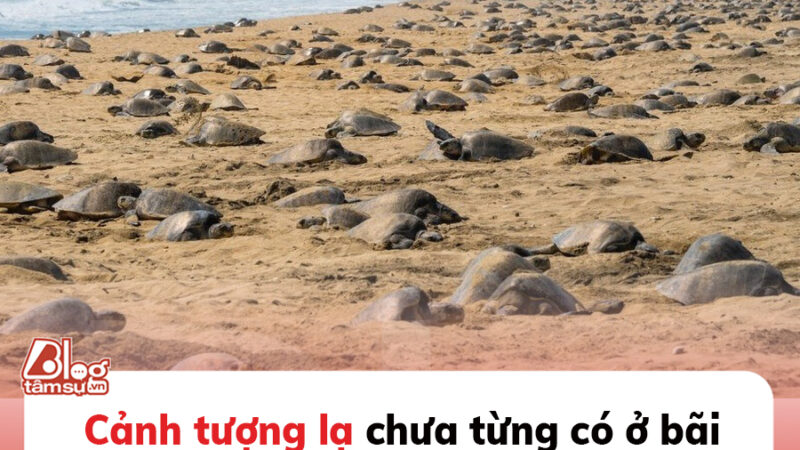 Cảnh tượng lạ chưa từng có ở bãi biển: Nhìn từ xa thì ‘nổi da gà’, lại gần càng thêm sốc khi biết đây là gì