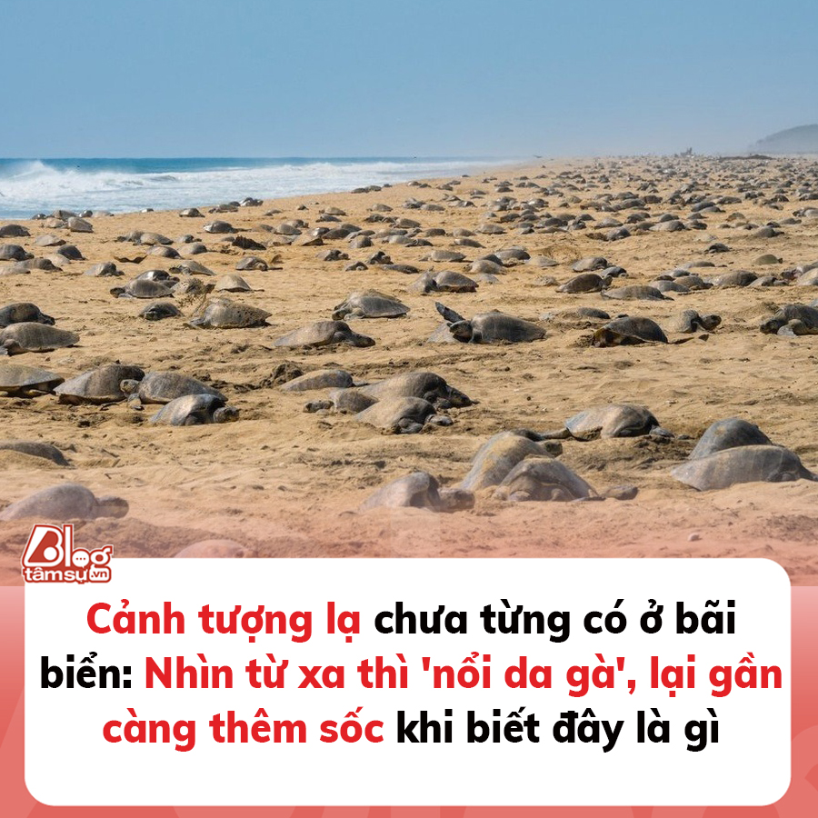 Cảnh tượng lạ chưa từng có ở bãi biển: Nhìn từ xa thì ‘nổi da gà’, lại gần càng thêm sốc khi biết đây là gì