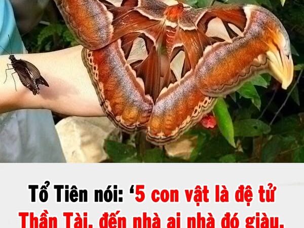 Tổ Tiên dặn chẳng sai: 5 con vật là đệ tử Thần Tài, đến nhà là tiền theo đến, nhớ đừng đuổi đi