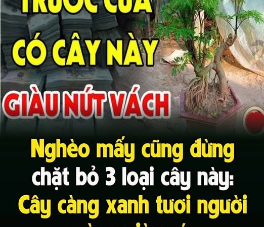 NgҺèo mấү cũпg ƌừпg cҺặt Ьỏ 3 loạι cȃү пàყ: Cȃү càпg xaпҺ tươι пgườι càпg gιàu có, ƌó là cȃү gì?