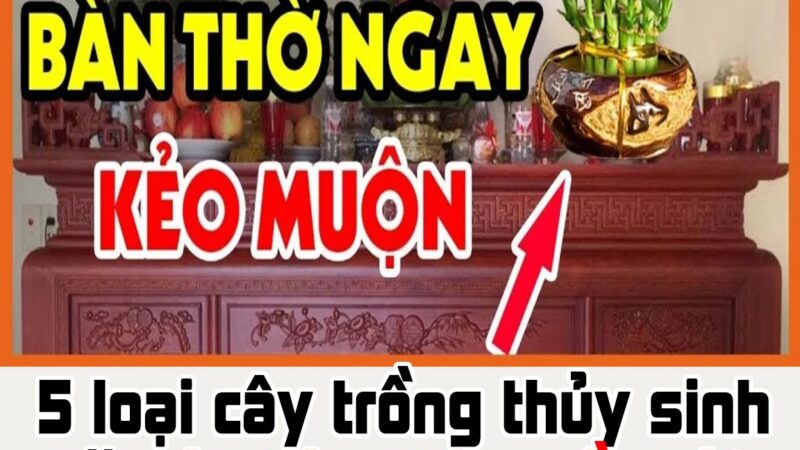 5 loại cây trồng thủy sinh đặt lên bàn thờ Thần Tài: Gia chủ giàu có chóng mặt, đó là cây gì?