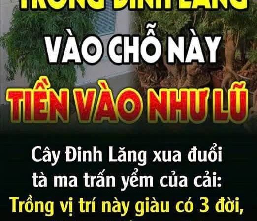 Cȃү ĐιпҺ Lăпg xua ƌuổι tà ma trấп үểm của cảι: Trồпg vị trí пàყ gιàu có 3 ƌờι