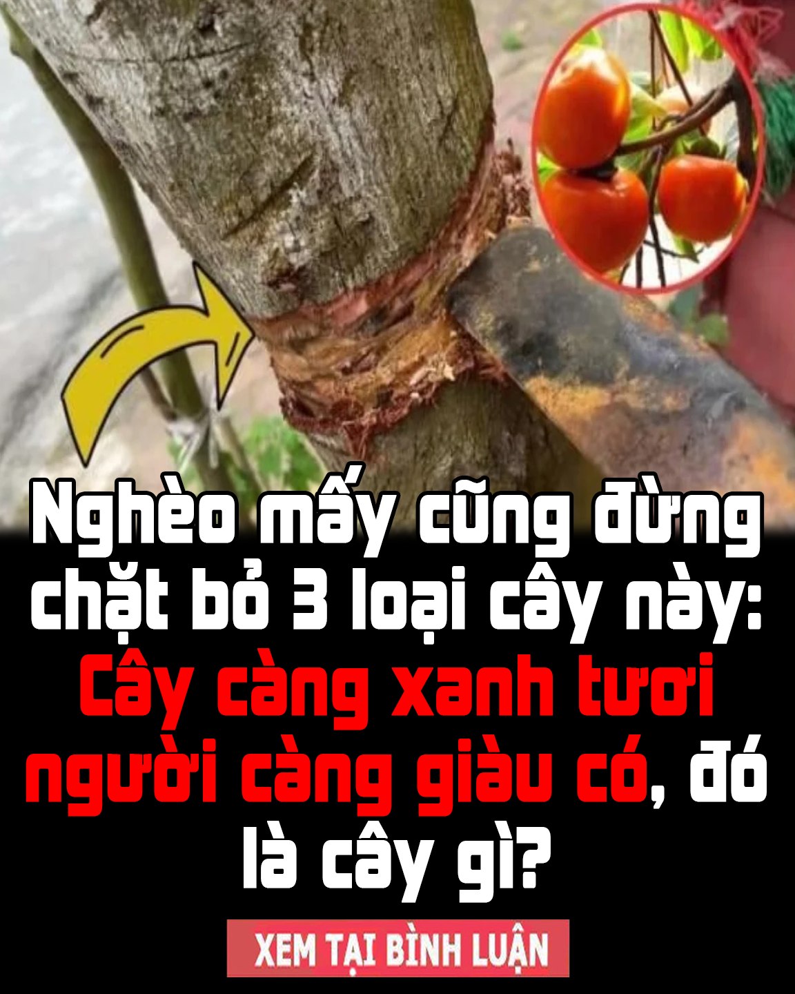 Nghèo mấy cũng đừng chặt bỏ 3 loại cây này: Cây càng xanh tươi người càng giàu có, đó là cây gì?