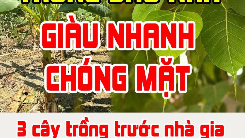 3 cây trồng trước nhà gia đạo suy vong: Trồng sau nhà tiền vào như nước, là cây gì?