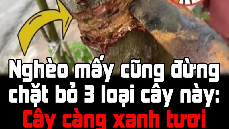 Nghèo mấy cũng đừng chặt bỏ 3 loại cây này: Cây càng xanh tươi người càng giàu có, đó là cây gì?